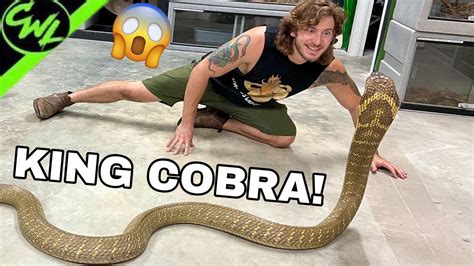 king cobra youtuber|king cobra videos.